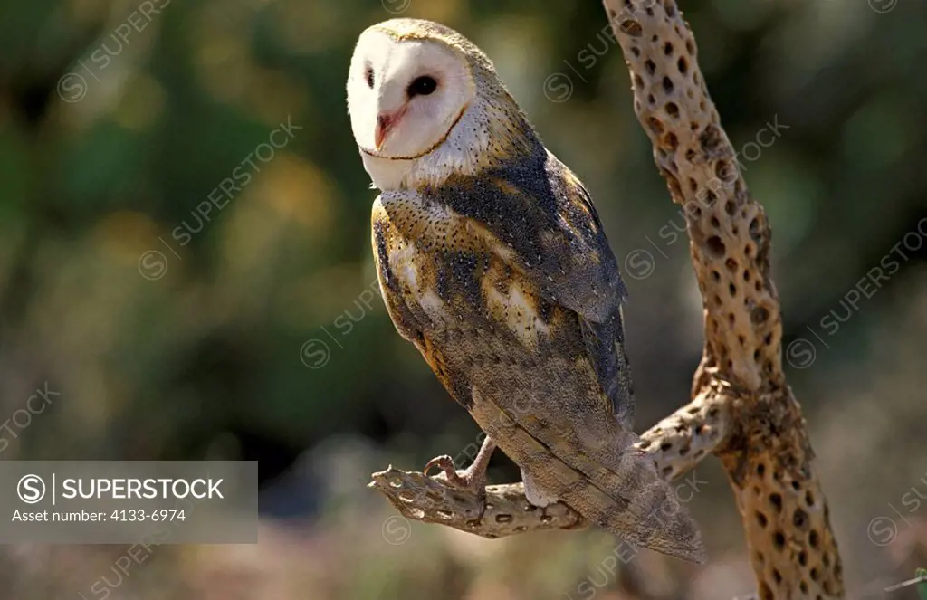 Barn Owl,Tyto alba,Sonora Desert,Arizona,USA,adult on branch