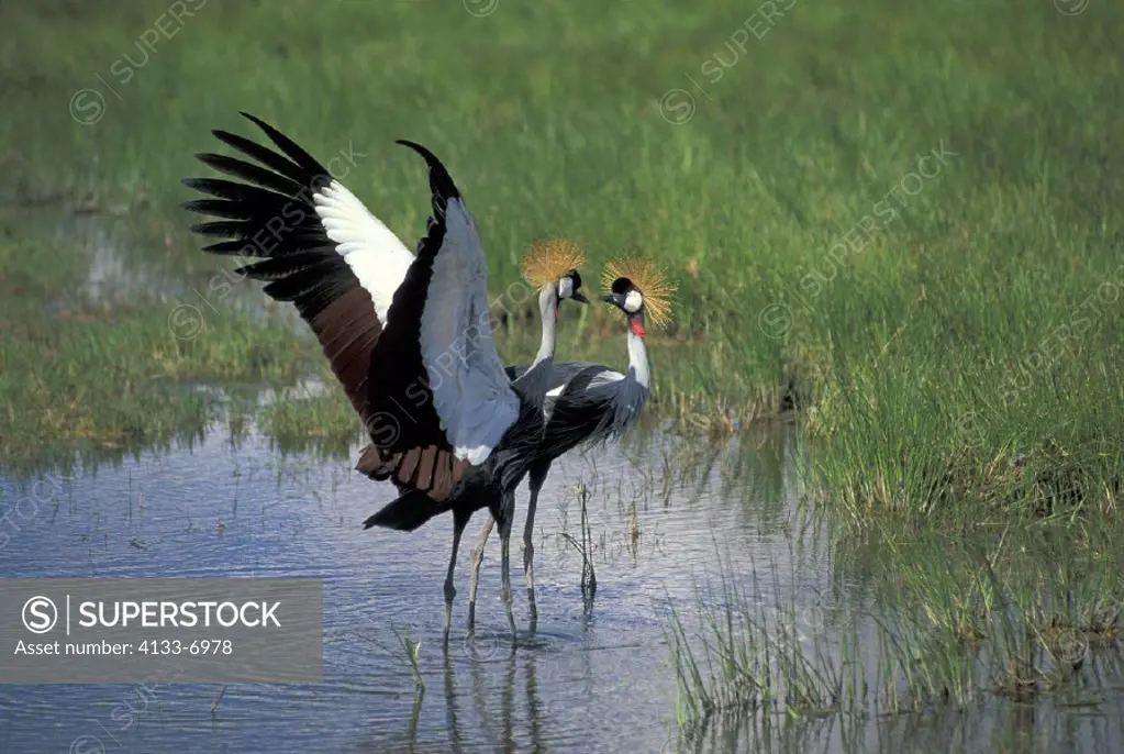 Crowned Crane , Balearica regulorum , Amboseli National Park ,  Kenya , Africa , Africa , couple , pair  mating