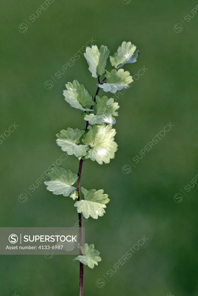 Sald Burnet , Sanguisorba minor , Germany , Europe , bloom , food , herb