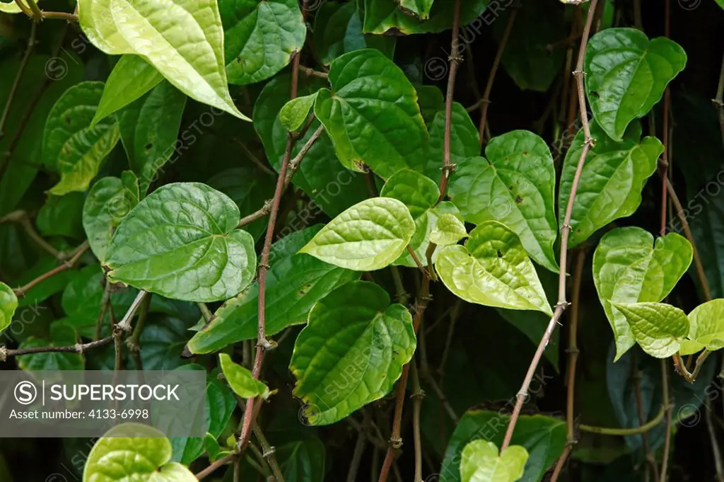 Betal leaf,Sireh,Piper betle,Singapore,leaves