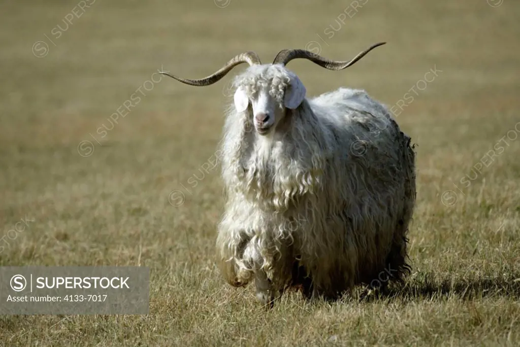 Goat Domestic Animal Australia