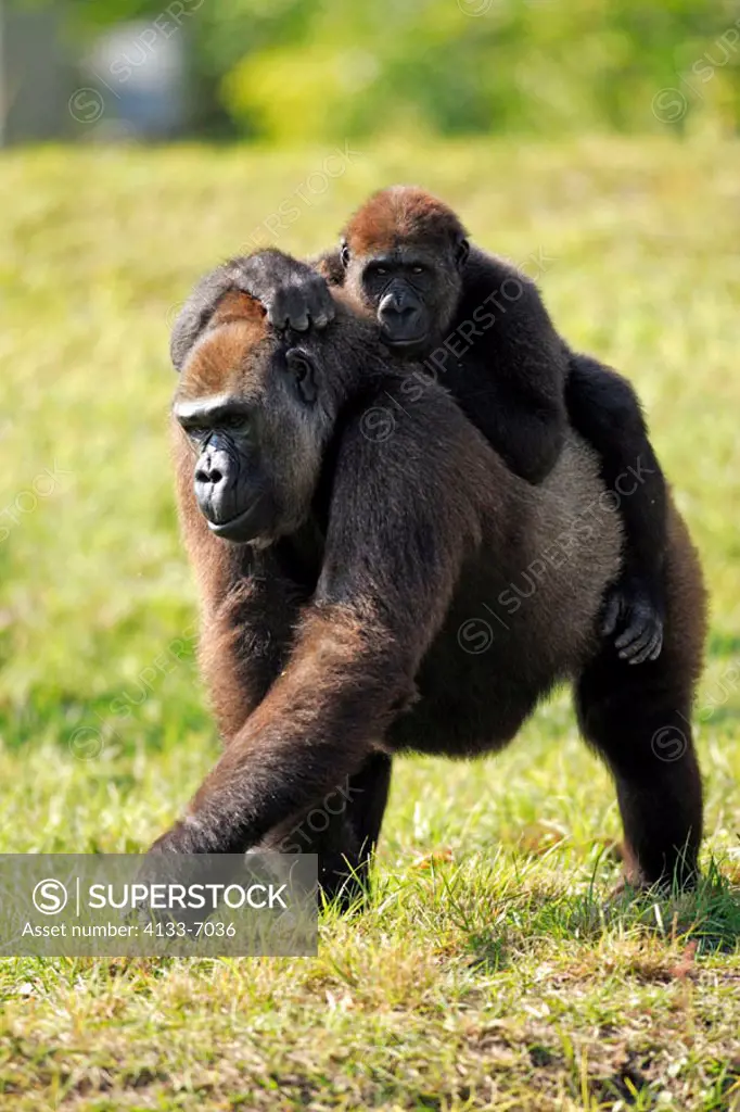 Lowland Gorilla, Gorilla g. gorilla, Africa, adult female with baby riding on back