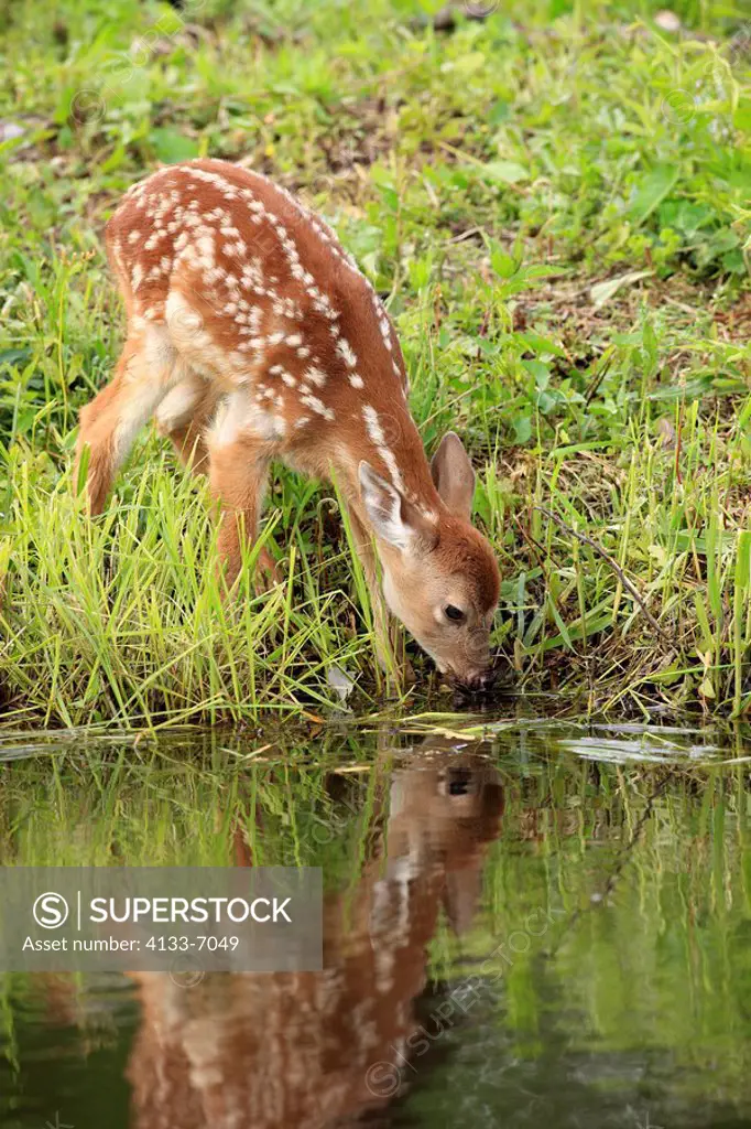 White_tailed deer,Odocoileus virginianus,Minnesota,USA,young on meadow at water drinking