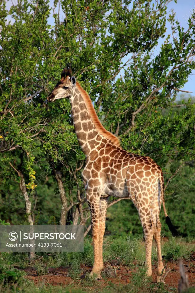 Cape Giraffe,Giraffa camelopardalis giraffa,Kruger Nationalpark,South Africa,Africa,subadult