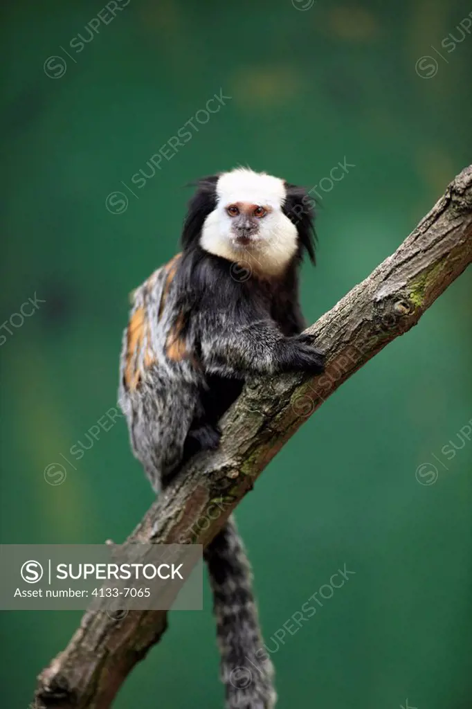 White_Headed Marmoset,Tufted_Ear Marmoset,Geoffroy`s Marmoset,Callithrix geoffroyi,Brazil,South America,adult on tree