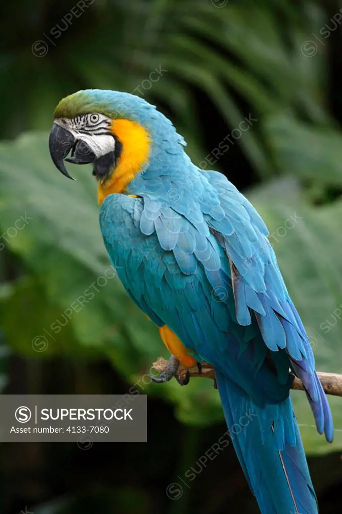 Blue and Yellow Macaw, Ara ararauna, South America, adult on tree