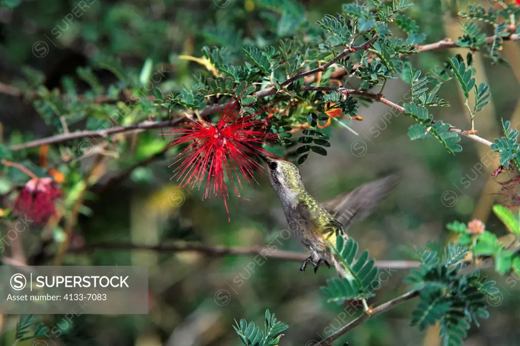 Black Chinned Hummingbird,Archilochus alexandri,Sonora Desert,Arizona,USA,America,flying feeding on bloom