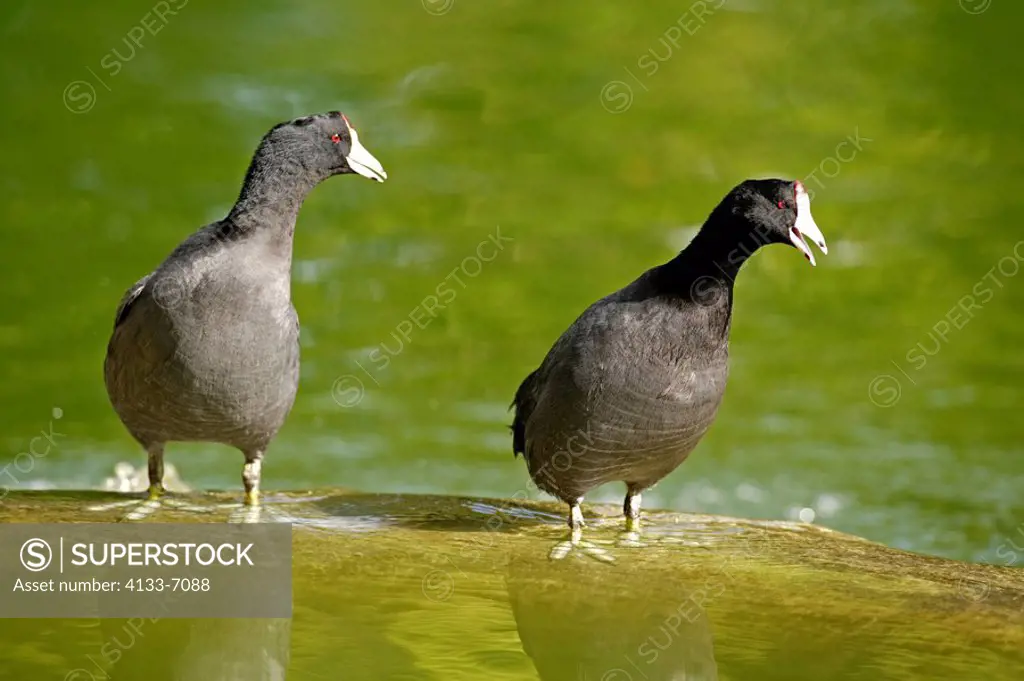 American Coot,Fulica americana,Florida,USA,adults,pair,couple,at water,calling
