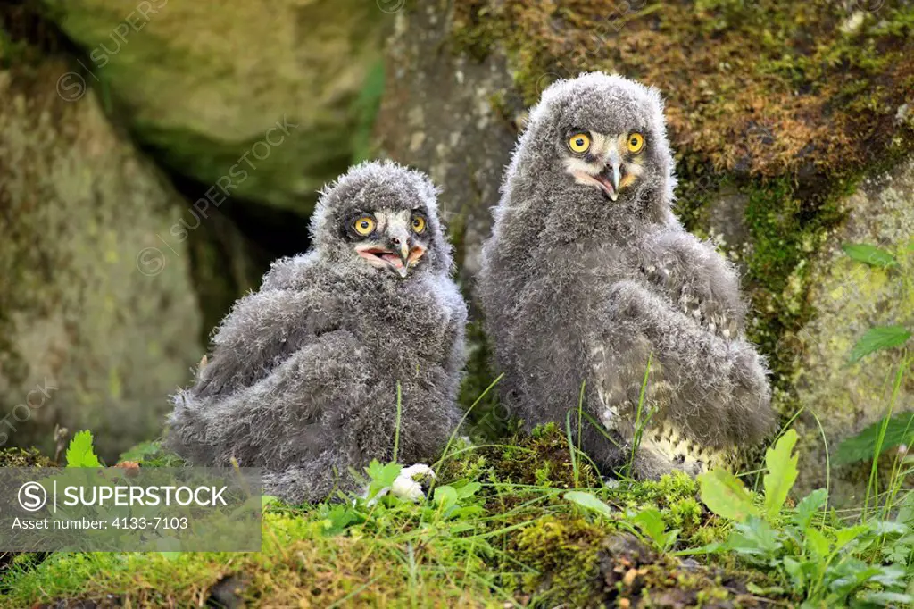 Snowy Owl,Nyctea scandiaca,Europe,young birds calling sitting on ground