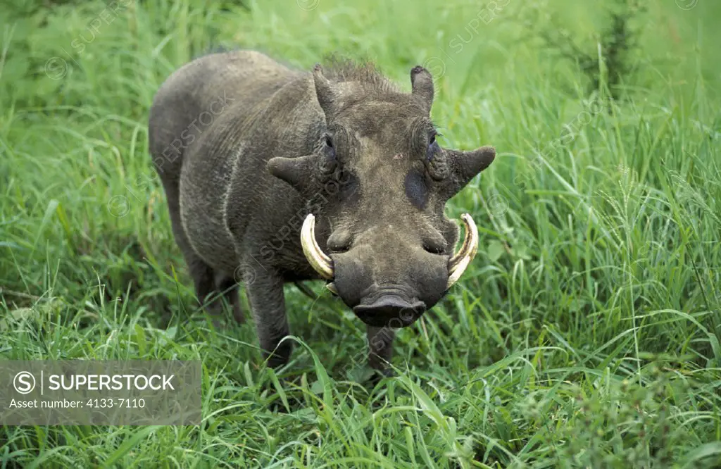 Warthog , Phacochoerus aethiopicus , Hluhluwe Umfolozi National Park , South Africa , Africa , adult