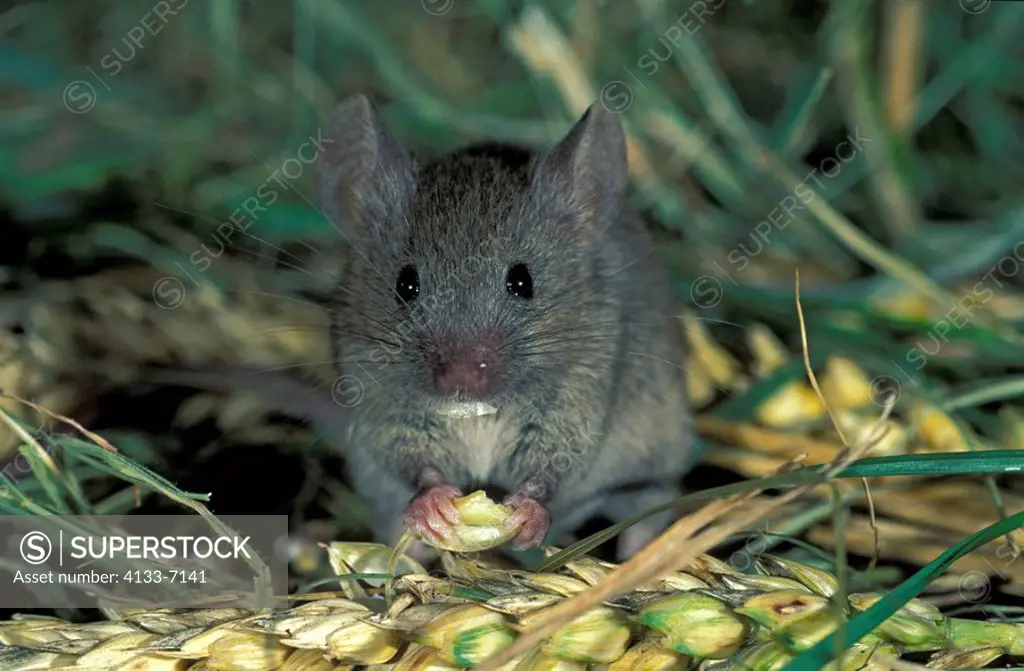 House Mouse,Mus musculus,Germany,adult feeding on barley