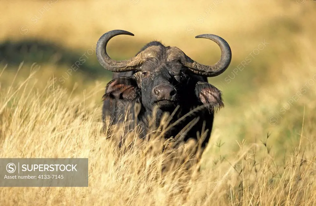 African Buffalo,Syncerus caffer,Nakuru Nationalpark,Kenya,Africa,adult