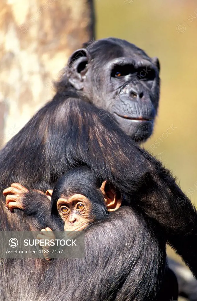 Chimpanzee,Pan troglodytes troglodytes,Africa,adult female with young
