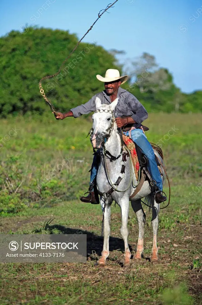 Pantanal Cowboy,Pantaneiro,Horse,Pantaneiro Horse,Pantanal,Brazil,riding,driving,lash on,horsewhip