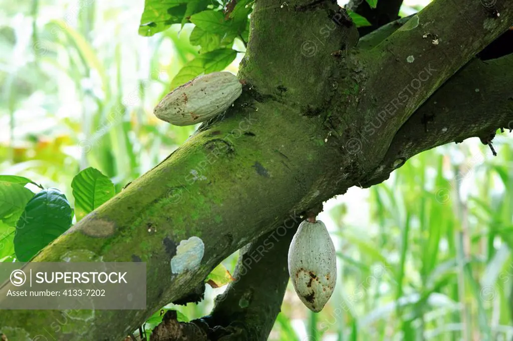 Cacao,Theobroma cacao,Singapore,Asia,fruit on tree