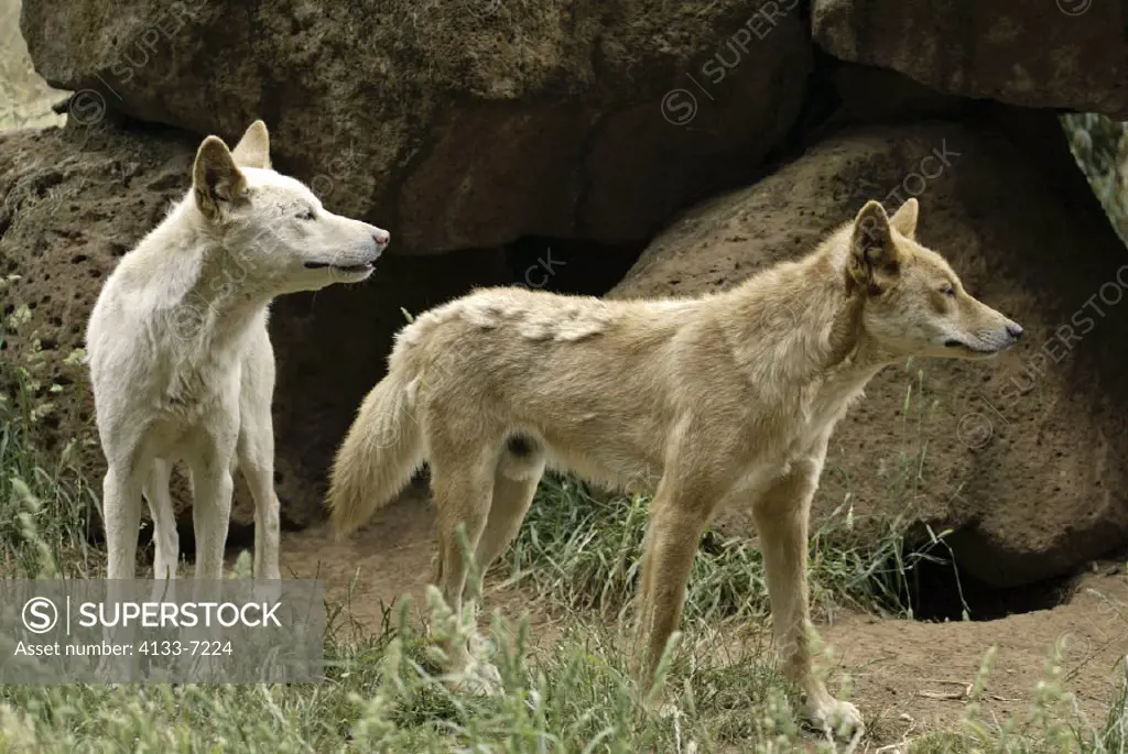 Dingo Canis familiaris dingo Australia