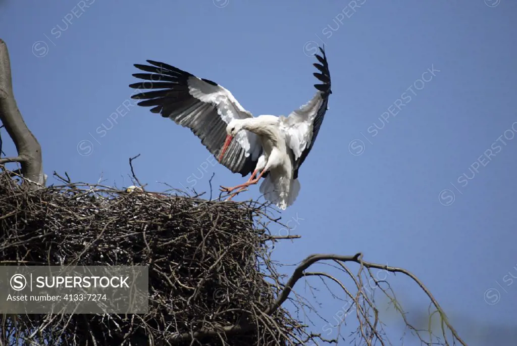 White Stork , Ciconia ciconia , Germany , Europe , adult flying to the nest