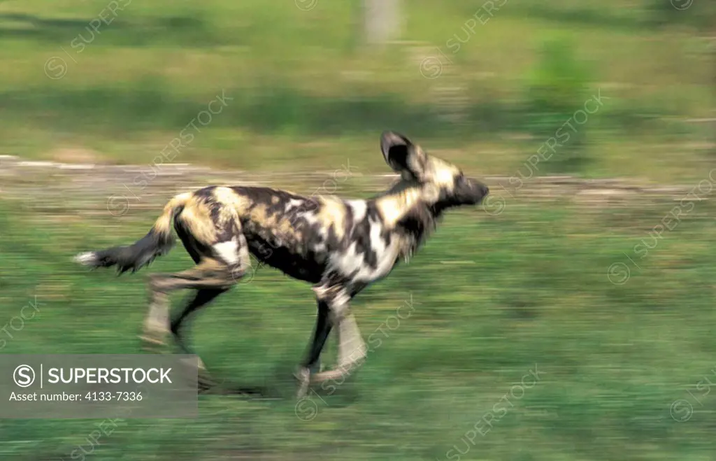 African Wild Dog Lycaon pictus South Africa Africa