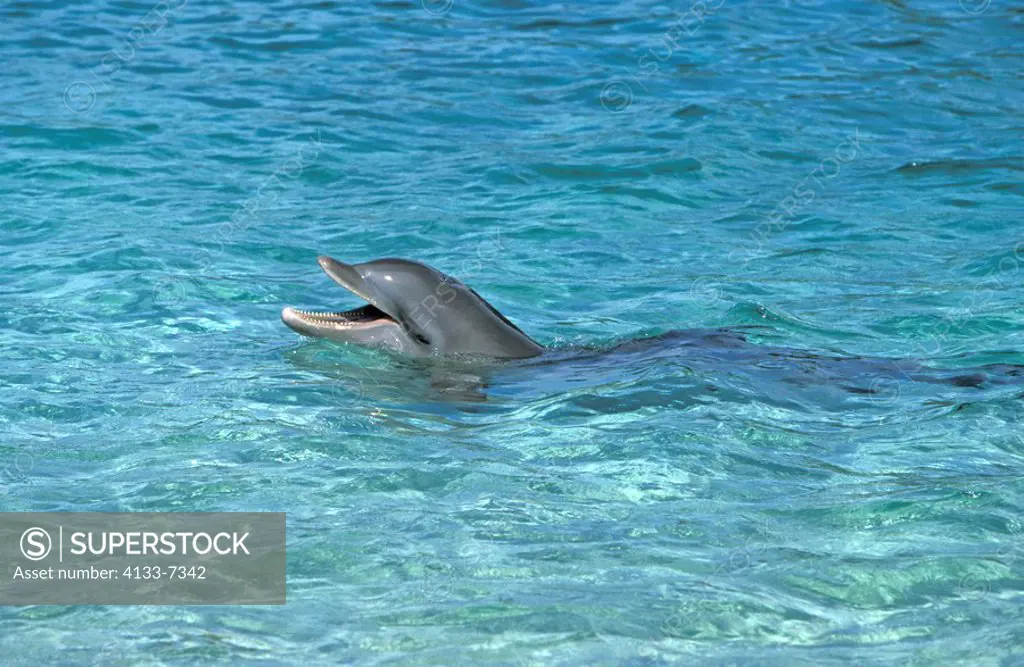 Bottle nosed Dolphin,Tursiops truncatus,Roatan,Honduras,Caribbean,adults swimming in water calling