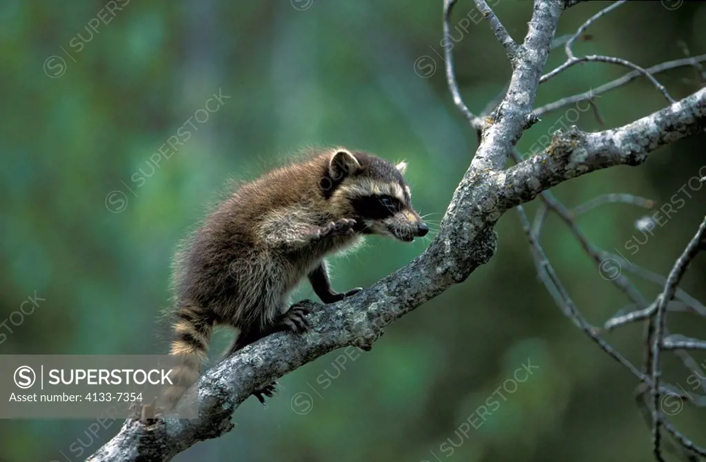 North American Raccoon,Procyon lotor,Montana,USA,young on tree