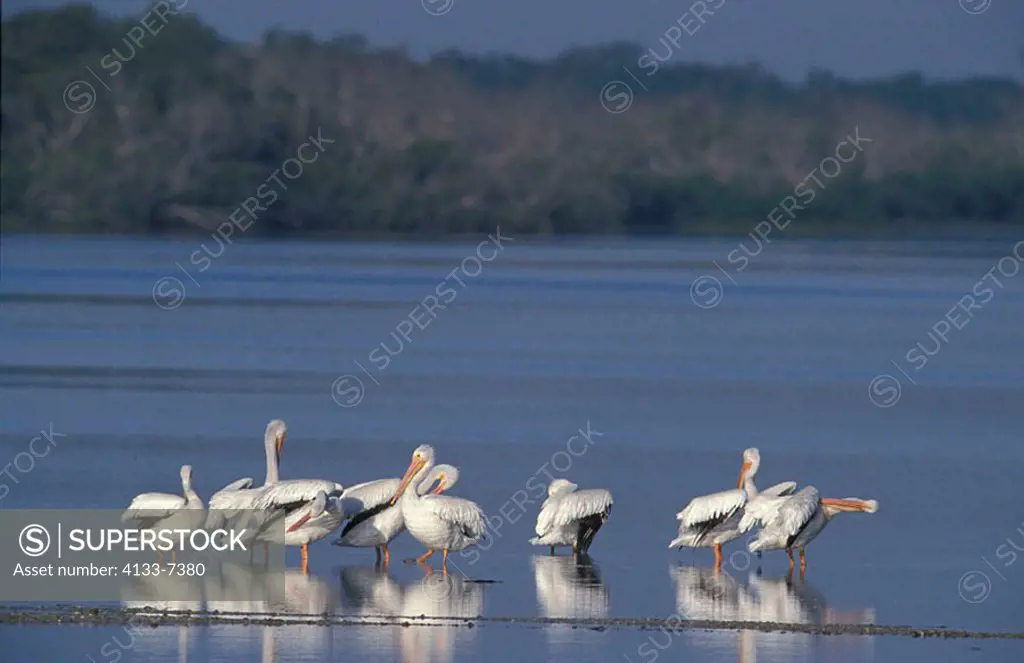 American White Pelican Pelecanus erythrorhynchos Ding Darling Reserve Sanibel Island Florida USA