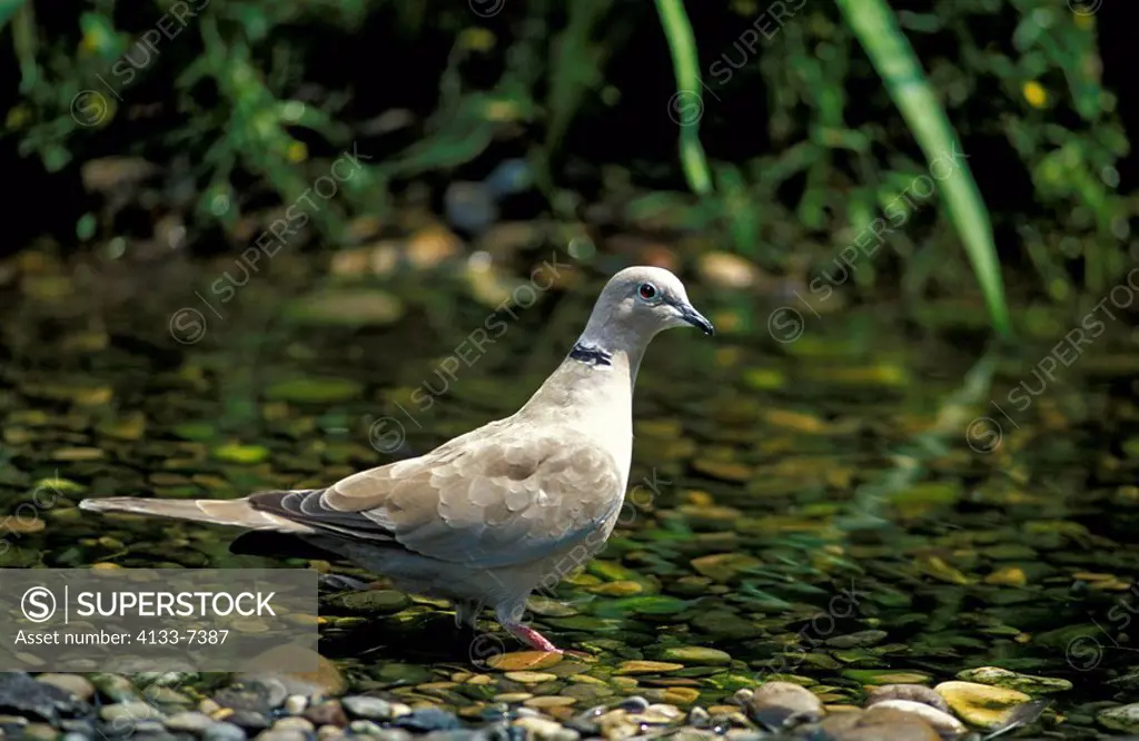 Collared Dove,Streptopelia decaocto,Heddesheim,Germany,Europe,adult in water