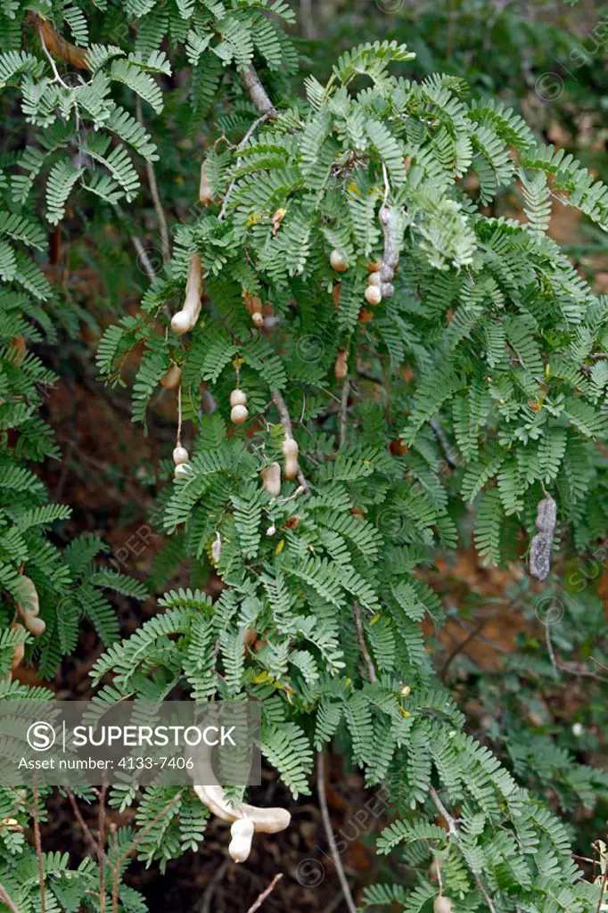 Tamarind, Tamarindus indica, Madagascar, fruit