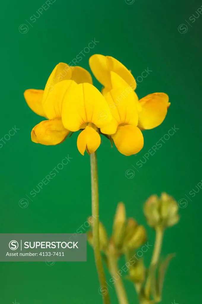 Slender Bird´s-foot-trefoil,Lotus corniculatus,Germany,blooming