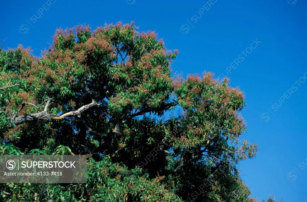 Mango tree, Mangifera Indica, Madagascar, bloom