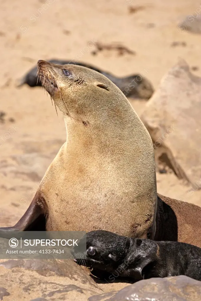 Cape Fur Seal, Arctocephalus pusillus, Cape Cross, Namibia , Africa, adult female with young