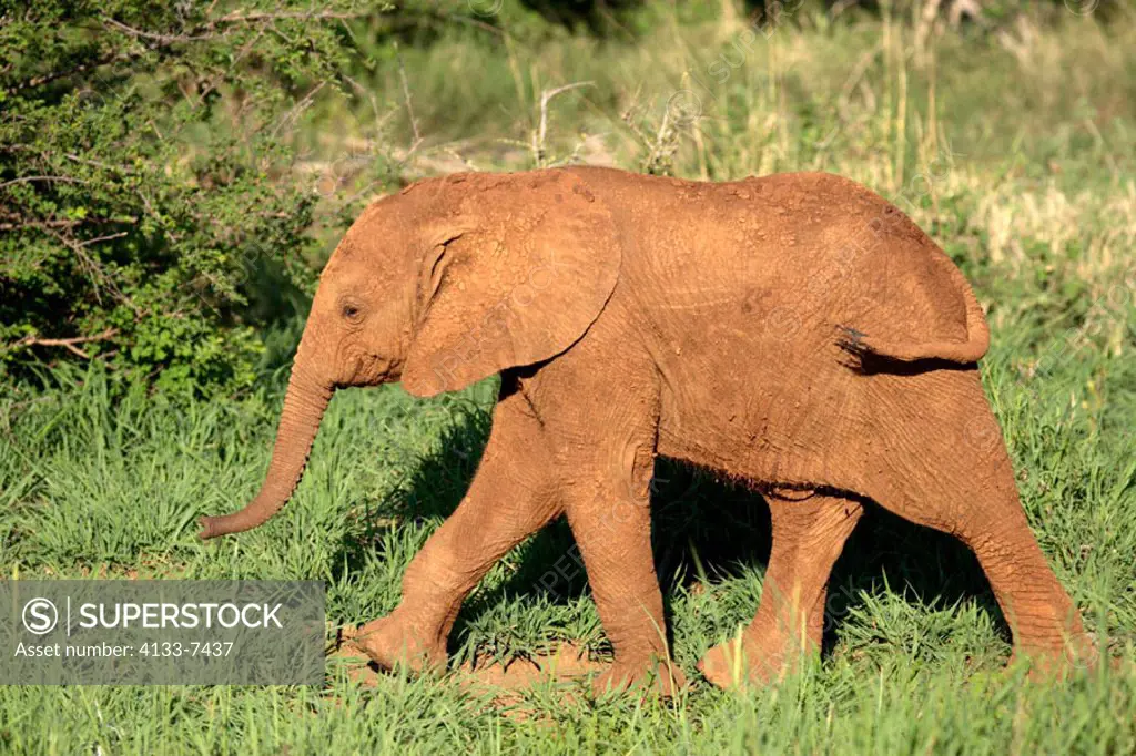 African Elephant, Loxodonta africana, Madikwe National Park, South Africa , Africa, young