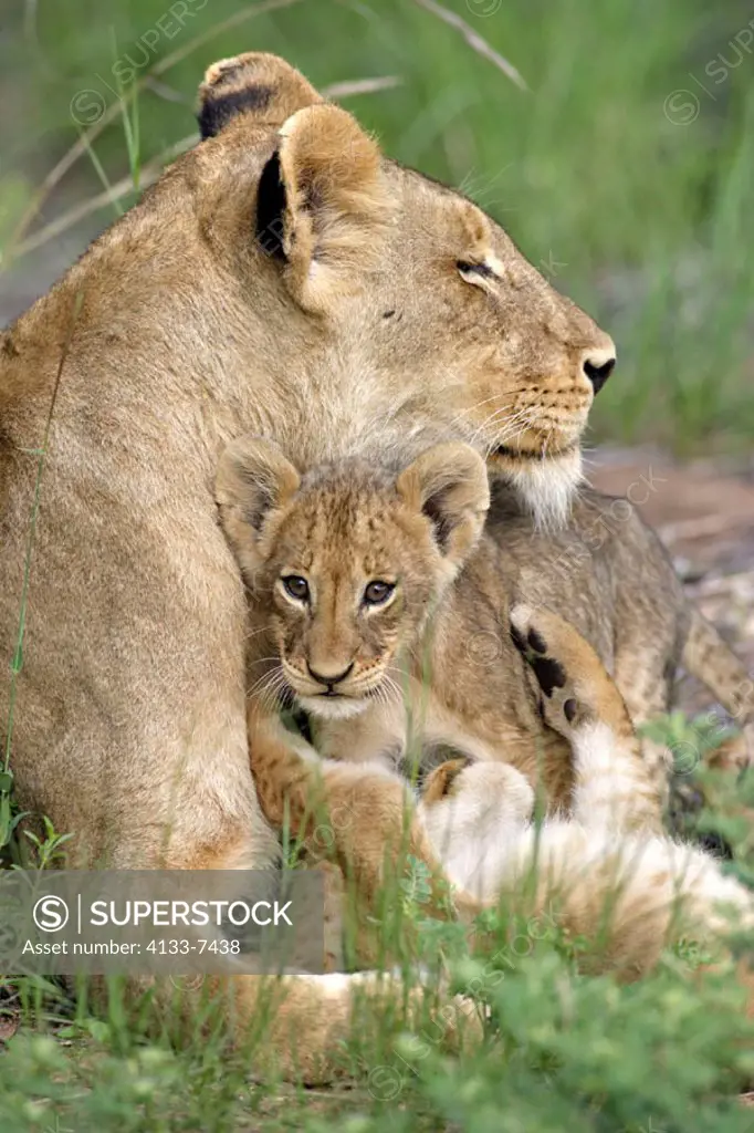 Lion, Panthera leo, Sabie Sand Game Reserve, South Africa , Africa, adult with cub