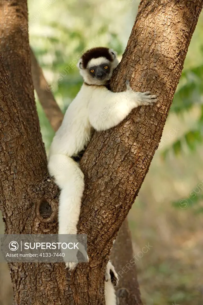 Verreaux`s Sifaka, Propithecus verreauxi coronatus, Berenty Game Reserve, Madagascar, adult resting on tree