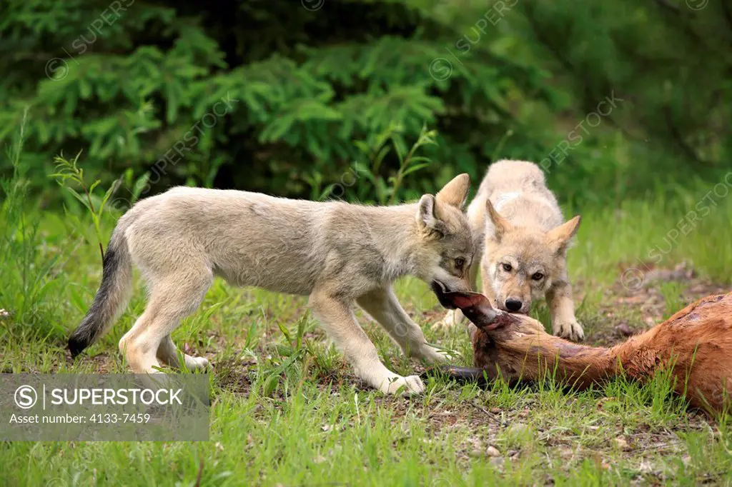 Gray Wolf,Grey Wolf,Canis lupus,Minnesota,USA,youngs with prey feeding