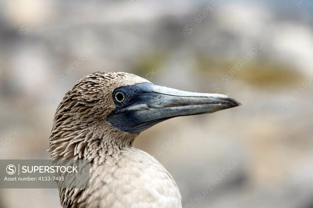 Blue Footed Booby,Sula nebouxii,Galapagos Islands,Ecuador,adult,Portrait