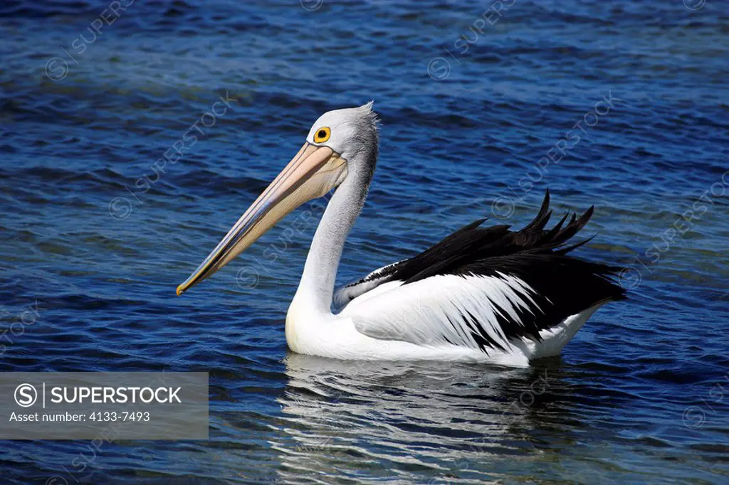 Australian Pelican,Pelecanus conspicillatus,Kingscote,Kangaroo Island,Australia,adult swimming in sea