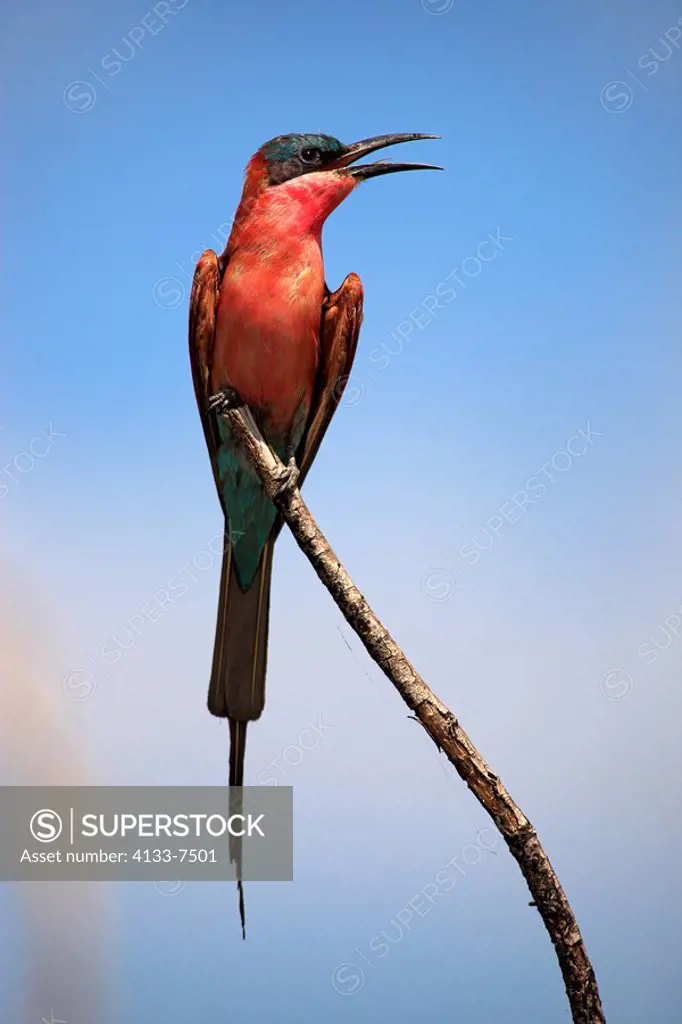 Southern Carmine Bee Eater,Merops nubicoides,Kruger Nationalpark,South Africa,Africa,adult on branch