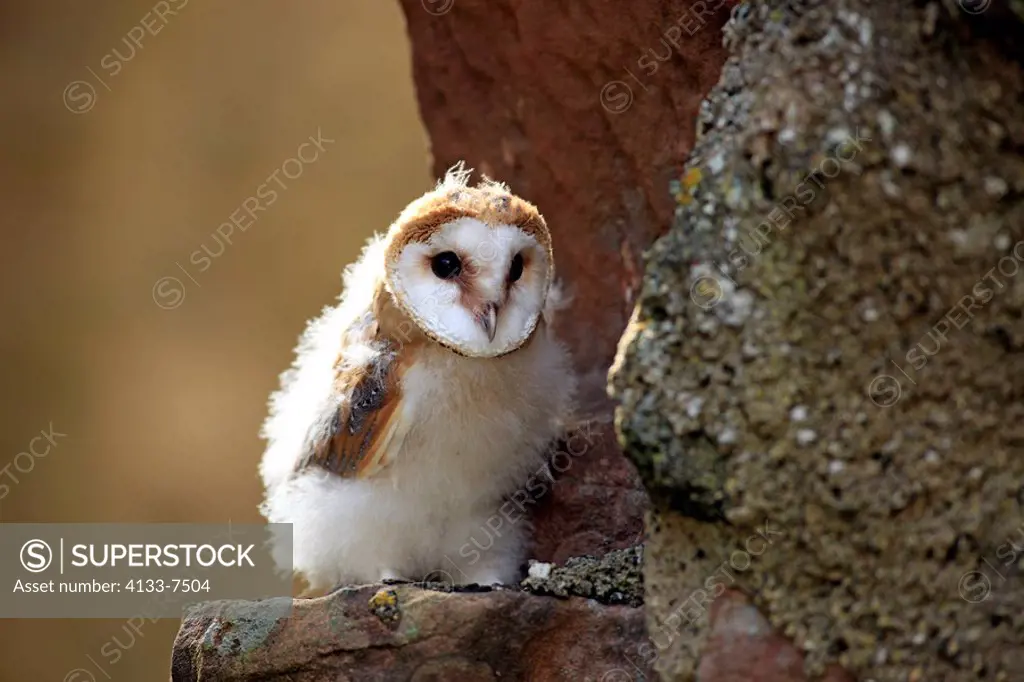 Barn Owl,Tyto alba,Germany,Europe,young