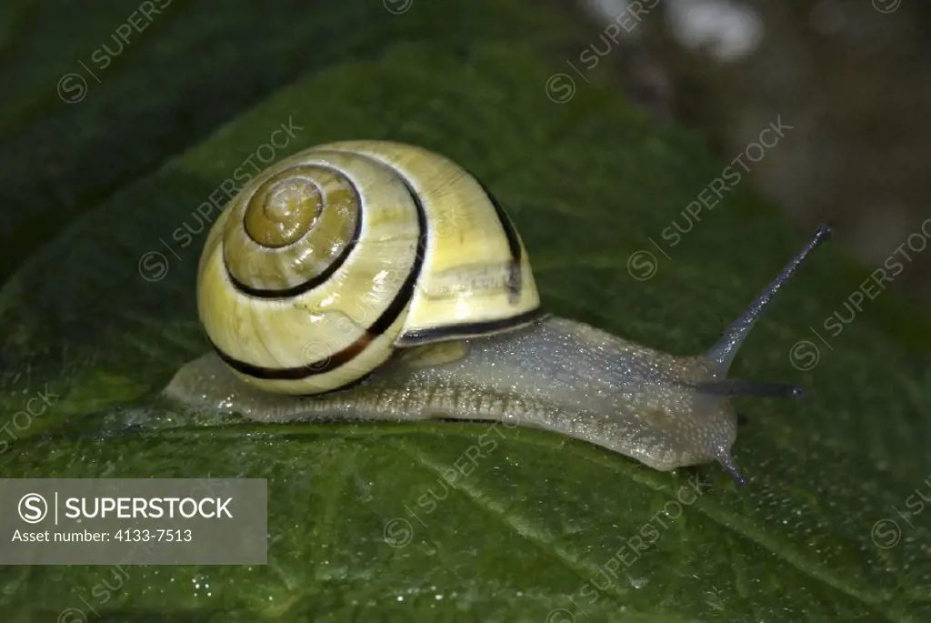 Brown lipped banded snail , Capaea nemoralis , Germany , Europa , snail