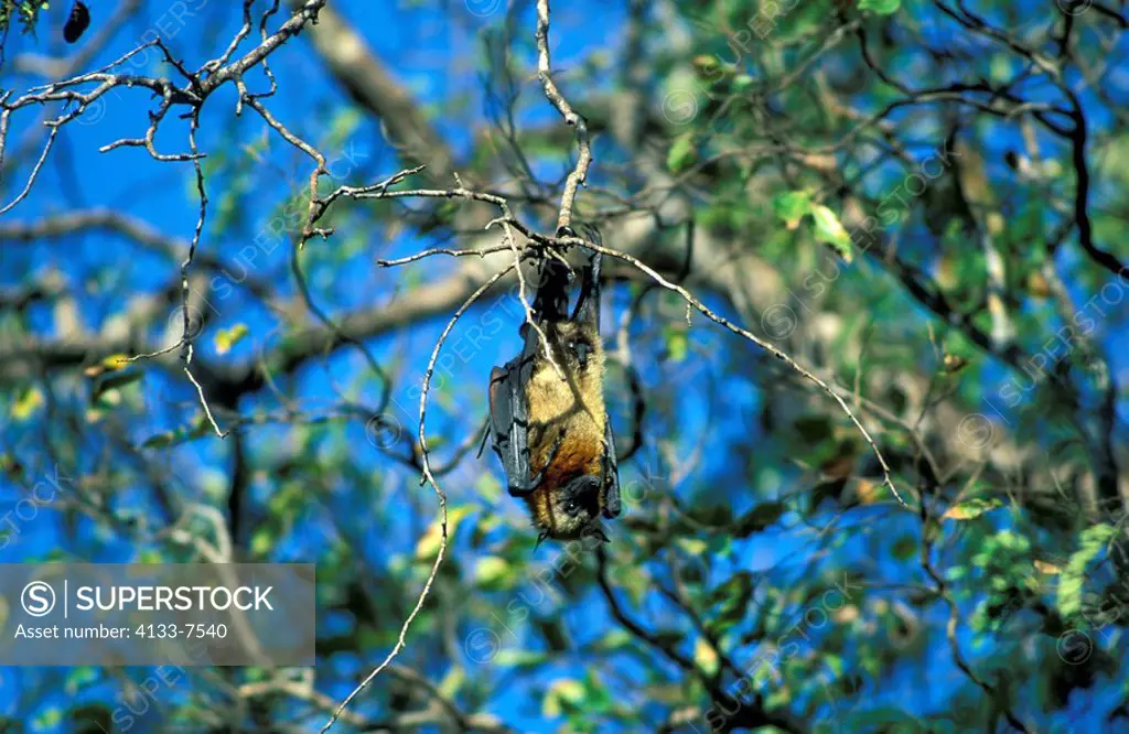 Madagaskar Fruit Bat,Pteropus rufus,Madagascar,Africa,resting in tree
