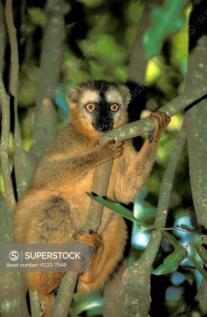 Red Fronted Lemur,Lemur fulvus rufus,Berenty Game Reserve,Madagascar,Africa,adult climbing on tree