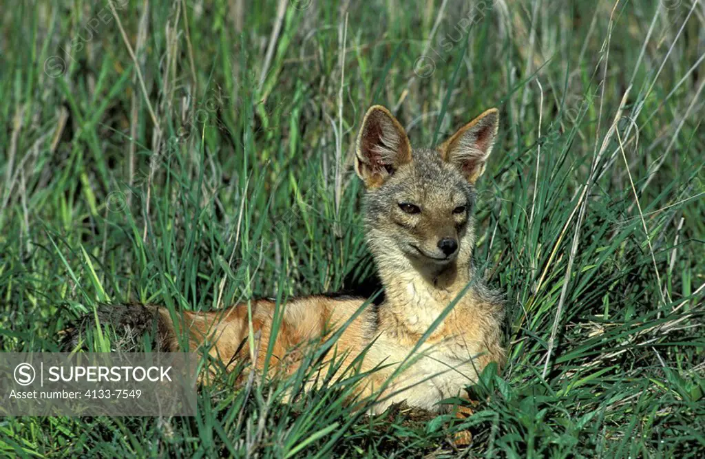 Black Backed Jackal,Canis mesomelas,Ngorongoro Crater,Tanzania,Africa,adult resting