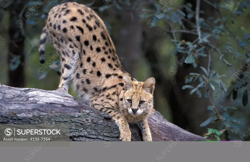 Serval,Felis serval,Africa,adult on tree stretching