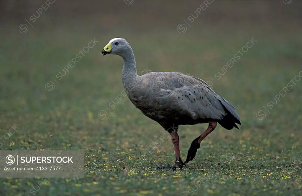 Cape Barren Goose Ceropsis movaehollandiae Australia