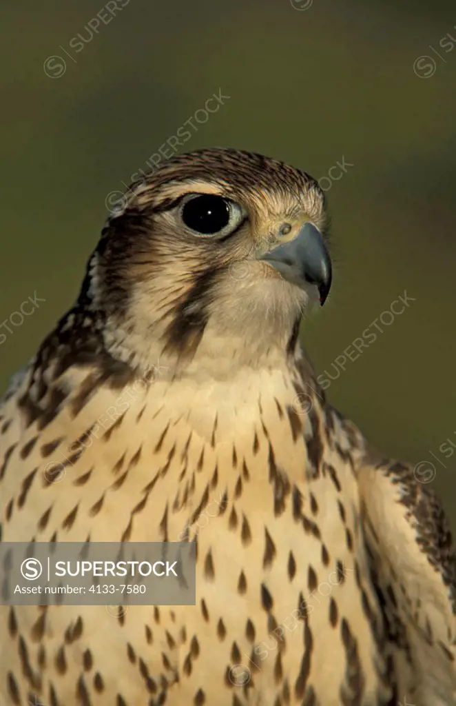 Prairie Falcon Falco mexicanus Utah USA