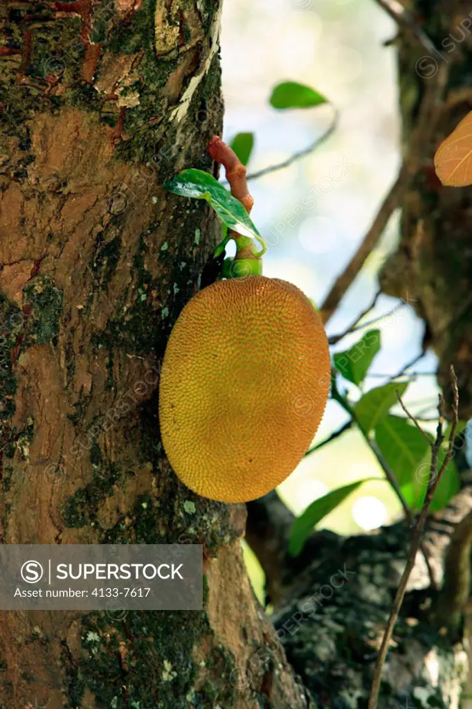 Jackfruit, Artocarpus heterophyllus, Nosy Be, Madagascar, fruit