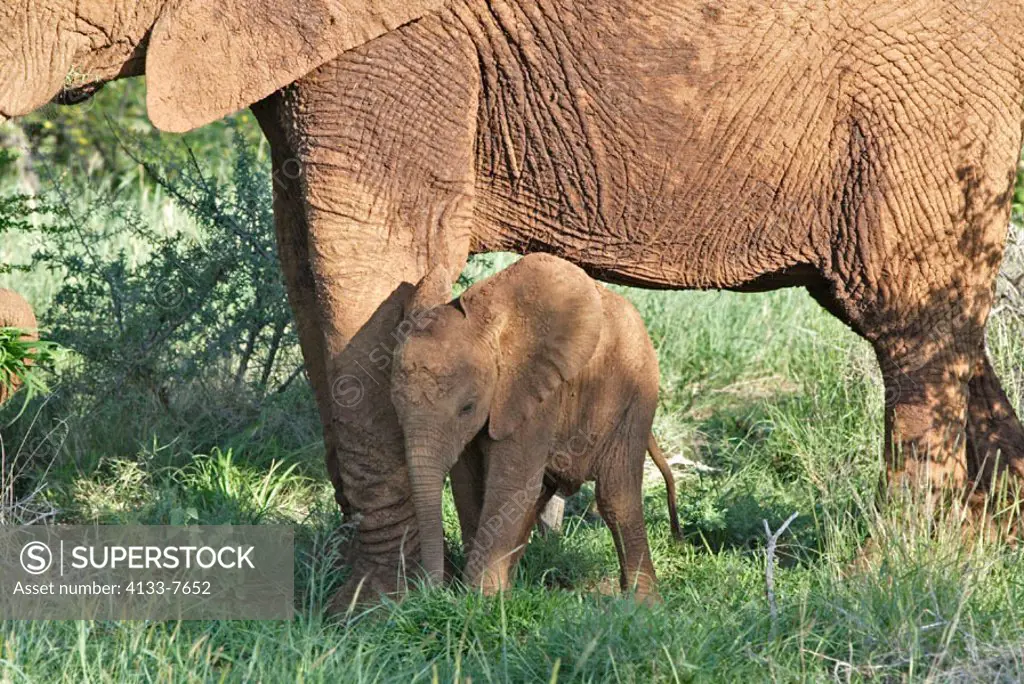 African Elephant, Loxodonta africana, Madikwe National Park, South Africa , Africa, young