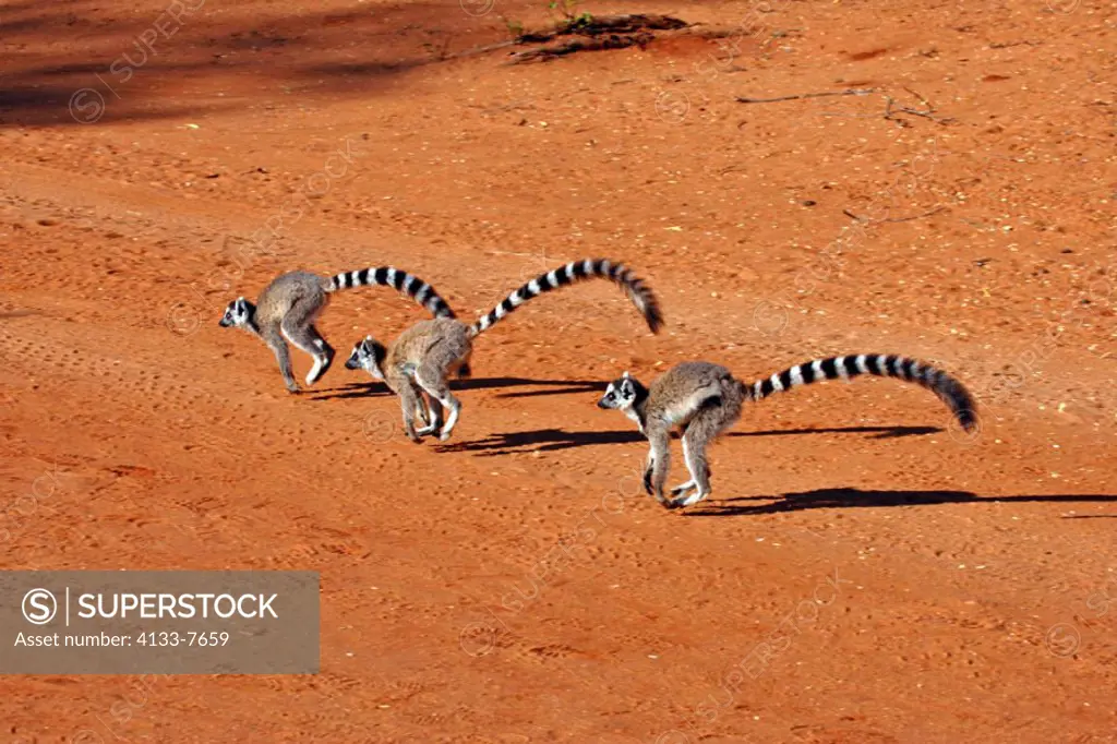 Ring Tailed Lemur, Lemur catta, Berenty Game Reserve, Madagascar, group of adults running