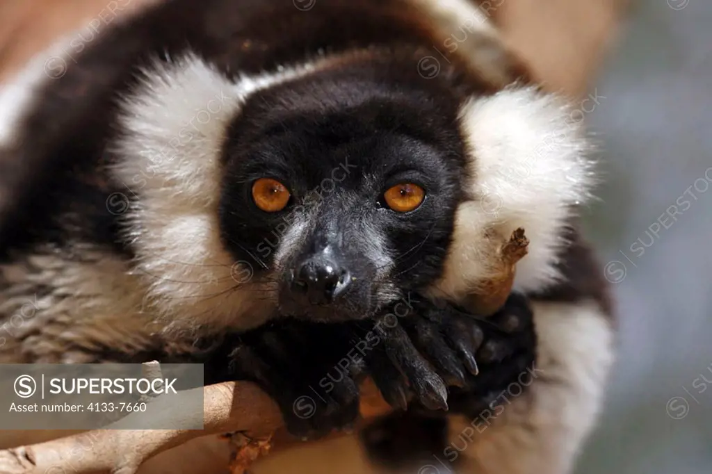 Black and White Ruffed Lemur, Lemur variegatus variegatus, lemurs, animal, animals, mammal, mammals, primate, primates, Nature, outdoor, outdoors, wil...