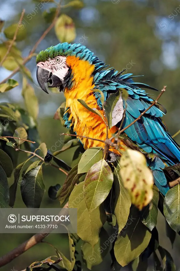 Blue and Yellow Macaw,Ara ararauna,Pantanal,Brazil,adult,on tree,Portrait